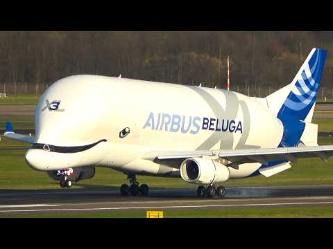 AIRBUS BELUGA XL LANDING and Departure at DÜSSELDORF - THE FLYING WHALE (4K)