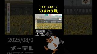 ドクターイエローと「ひまわり畑」　カメラに一緒に収めようと多くの鉄道ファン　岐阜