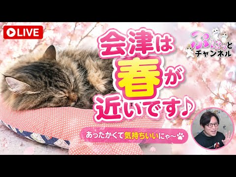 会津は春が近いです♪ cute cat vlog Japan #猫 #ねこ #cat #ねこかわいいね