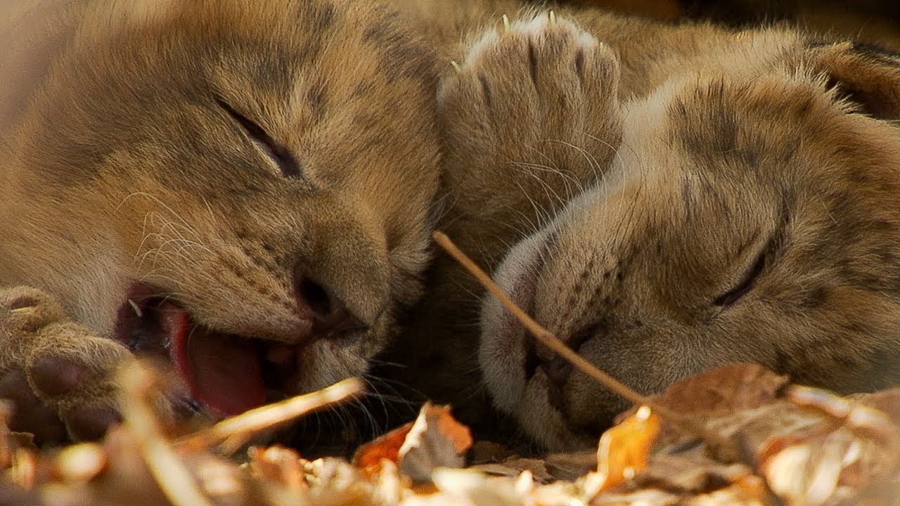 Lioness Cuddles Newborn Cubs BBC Earth
