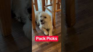 Pack Picks Volleyball Nebraska vs Creighton SiBoo has spoken!