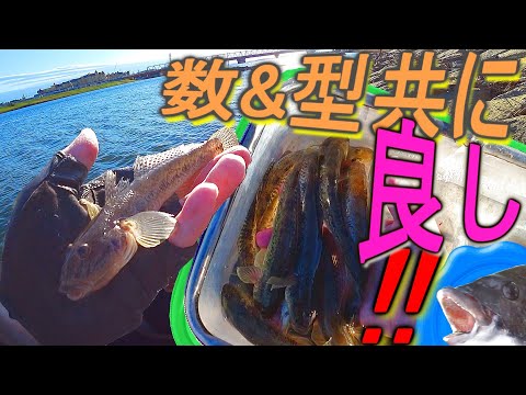 【穴釣り】これだけ釣れるの久しぶり！数型共に好感触な旧江戸川!!【マハゼ goby】