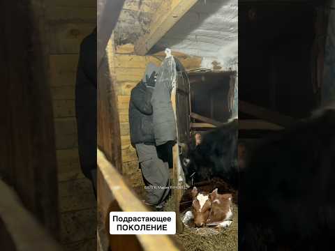 Прошка подрастает😄#бык