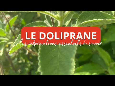 Le Doliprane (Plectranthus barbatus) : La Plante Naturelle pour Booster la Perte de Poids !