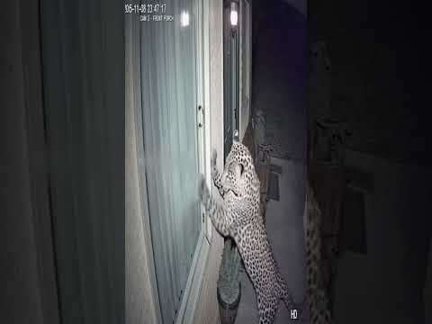 CCTV FOOTAGE LEOPARD ATTACKS  ON HOUSE FROM WINDOW #cctvfootage#realvideo#leopard#shorts#babifreitas
