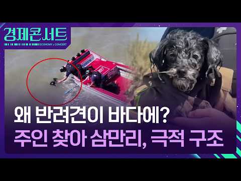 왜 반려견이 바다에?…주인 찾아 삼만리, 극적 구조 [경제콘서트] / KBS  2026.07.21.