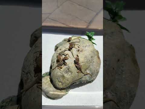 Baby Dickersonae Basking Outside #reptiles