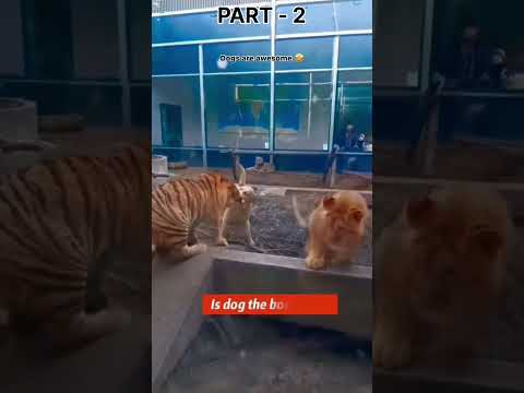 most powerful relation against nature between dog and lions Part - 2 #Shorts