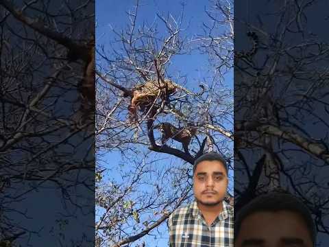 A disabled duckling helps his cat friend ๐ฅ #DuckRescue #CuteAnimal #AnimalRescue