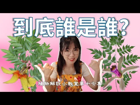 【植科大大】植物解說小教室第十七集：苦楝與台灣欒樹 - YouTube(4分03秒)