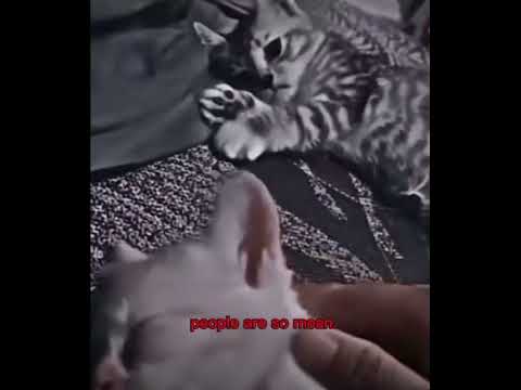 :( #Sad #catshorts #anotherlove #Capcut #stopanimalabuse #notmyedit