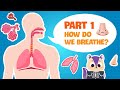 Human Respiratory System Concepts