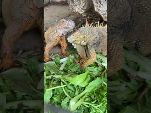 អោយចំណីសត្វបង្គួយយក្សគួរអោយស្រលាញ់