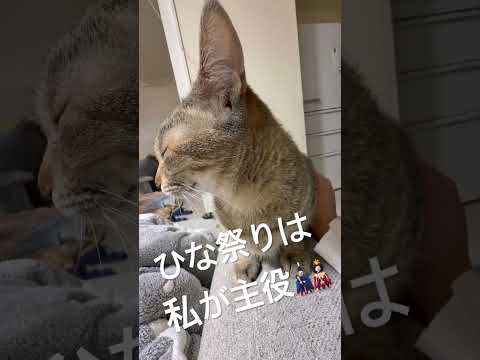 ひな祭りの主役🎎お姫様のドヤ顔は可愛い♡ #ひな祭り  #猫動画 #癒し #猫のいる暮らし  #可愛い猫  #猫好きさんと繋がりたい #ペット