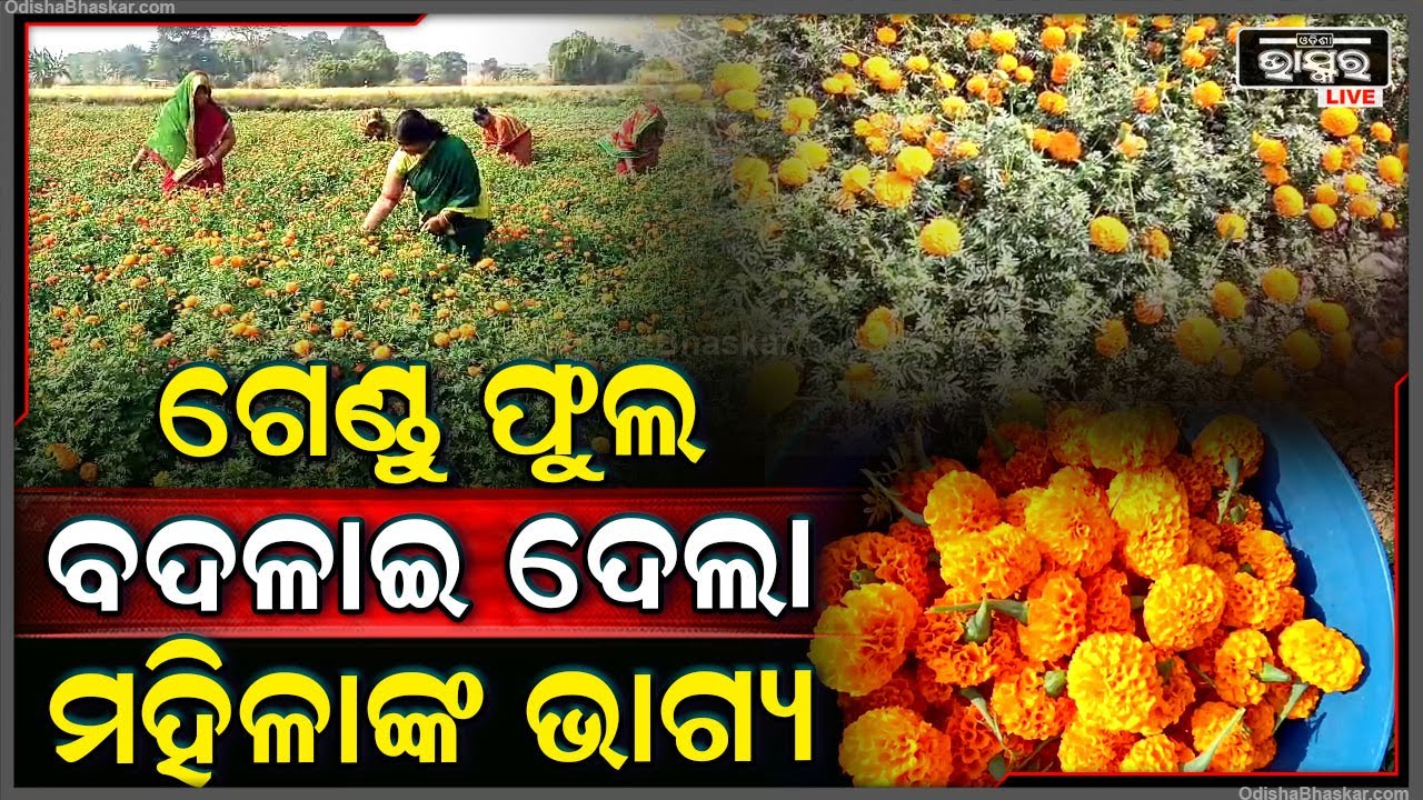 ଗେଣ୍ଡୁଫୁଲ ପାଇଁ ବଦଳିଗଲା ମହିଳାଙ୍କ ଭାଗ୍ୟ, ନିଜ ସହିତ ପରିବାରର ପେଟ ପୋଷି ପାରୁଛନ୍ତି ମହିଳା...
