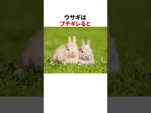 ウサギのかわいすぎる雑学part2 #shorts