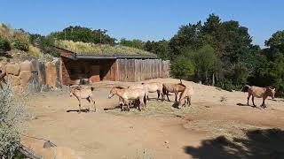 ZOO PRAHA: Kůň Převalského