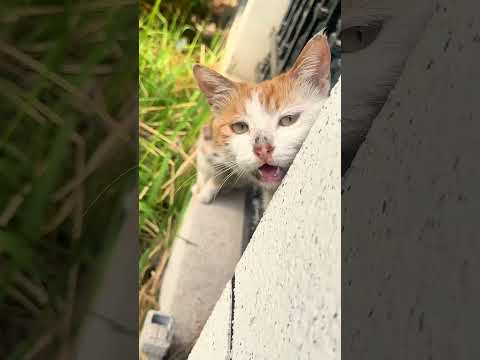 Phillies land All-Star closer Jhoan Duran ahead of MLB trade deadline 👀🔥 #JhoanDuran