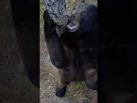 What is a rub tree & how do Black Bears use them? 🤔 #Florida #BlackBear