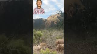 Wild Life Animals The Huge Rhino And Lion Wild Life Documentary