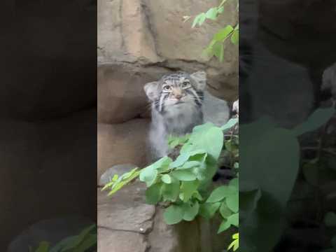 犬の動画サムネイル - #shorts ナゴムくん ちょっと葉っぱをハムハムしてみた🤭　マヌルネコ　那須どうぶつ王国にて　2025年5月30日