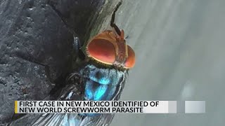 YouTube video thumbnail: First New Mexico Screwworm Case Identified in a dog in Lea County