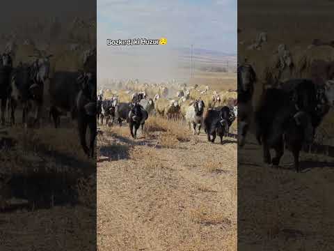Bozkırdaki huzur