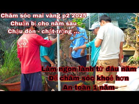 chăm sóc mai vàng p2 2025 , chinh chu , bài bản chuẩn bị cho năm mới