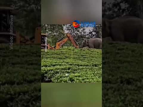 Seekor gajah yang berjuang melindungi habitatnya 😭 #cianjurekspres #gajah #videoviral #fyp