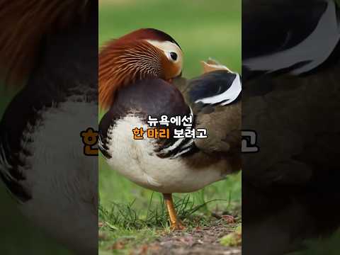 뉴욕에선 한 마리에 난리 난 새가 서울 한복판에 200마리 나타난 충격적인 이유