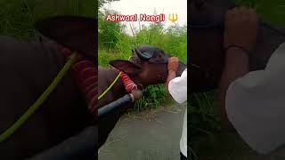 Raja ❤️#viral #viralvideo #viralshorts #viralreels #jhota ❤️❤️💪