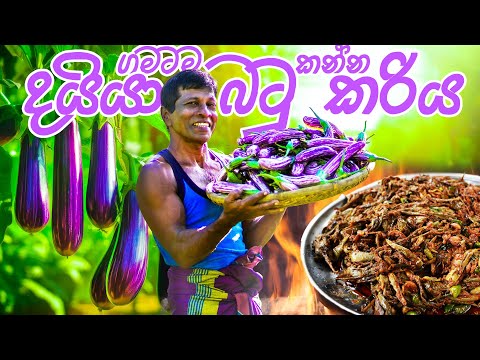 ගමටම කන්න දයියා වම්බටු කරිය, Spicy Eggplant / Brinjal Curry Cooked and Shared with Villagers.