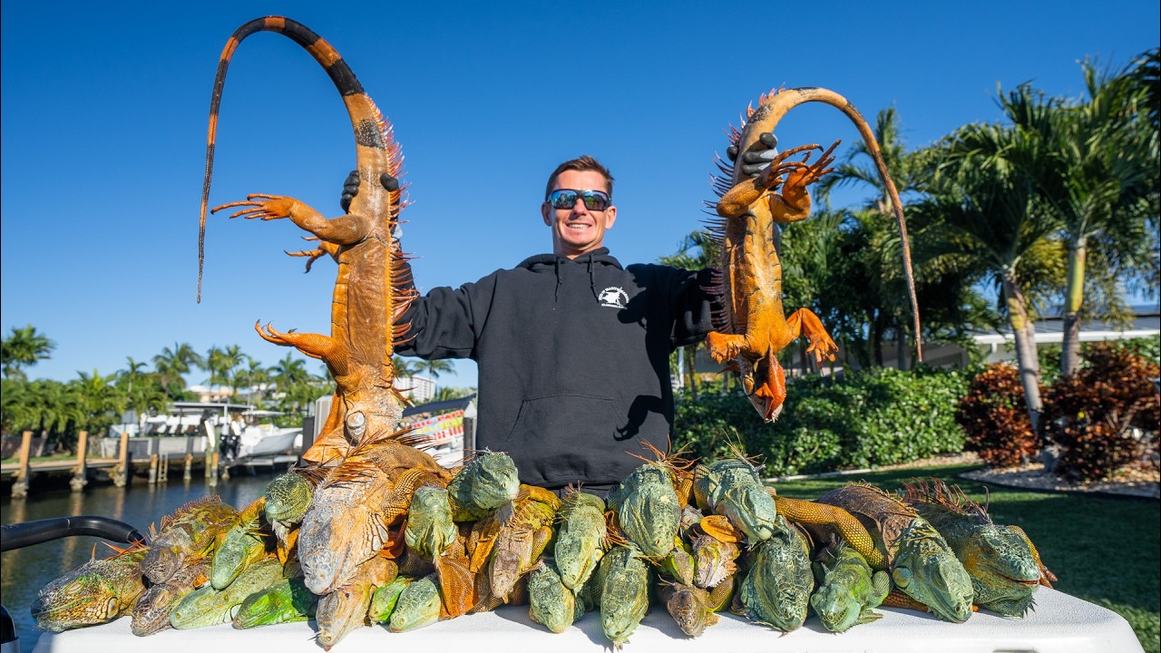 1, 000s of FROZEN Florida Iguanas! Catch Clean Cook (Invasive Iguana)