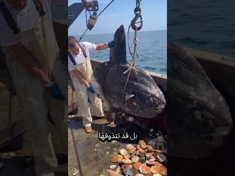 The Slowest Fish in the Ocean 🐟 #shortvideo