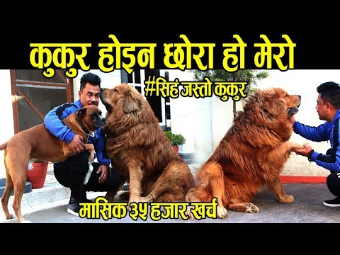 नेपालमै भेटियो संसारकै महँगो कुकुर: मूल्य ४ लाख, "यो कुकुर होइन, मेरो छोरा हो" -Tibetan Mastiff