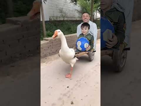 البطة البطة البطة🪿 | duck duck