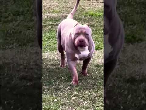 #doglover #viral #ytshorts #shortvideo