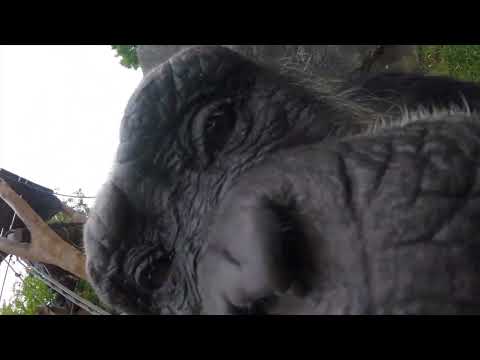 Chimpanzees Take Selfies, Eat Flowers