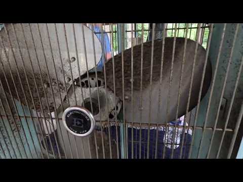 Electrohome Long Life Box Fan