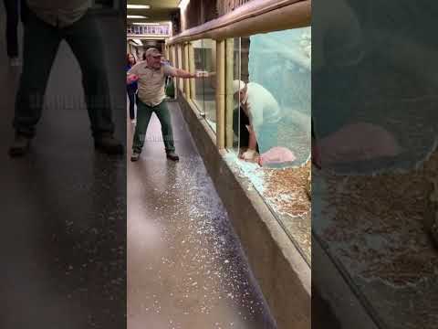 Giant Python Zoo Breakout!