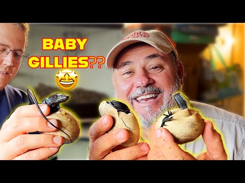 Hatching Baby Black Dragons🤯🤩