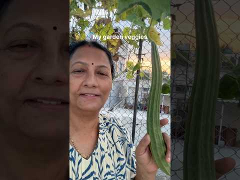 Today’s Harvest in our garden #youtube #shorts #short #viral #shortsviral #veggies #organic