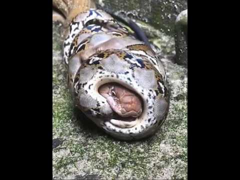 ular king cobra vs piton #animals