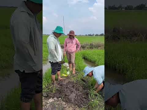 Nhẹp lúa hết rồi trời ơi