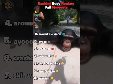 Ranking Best Monkey Fail Moments