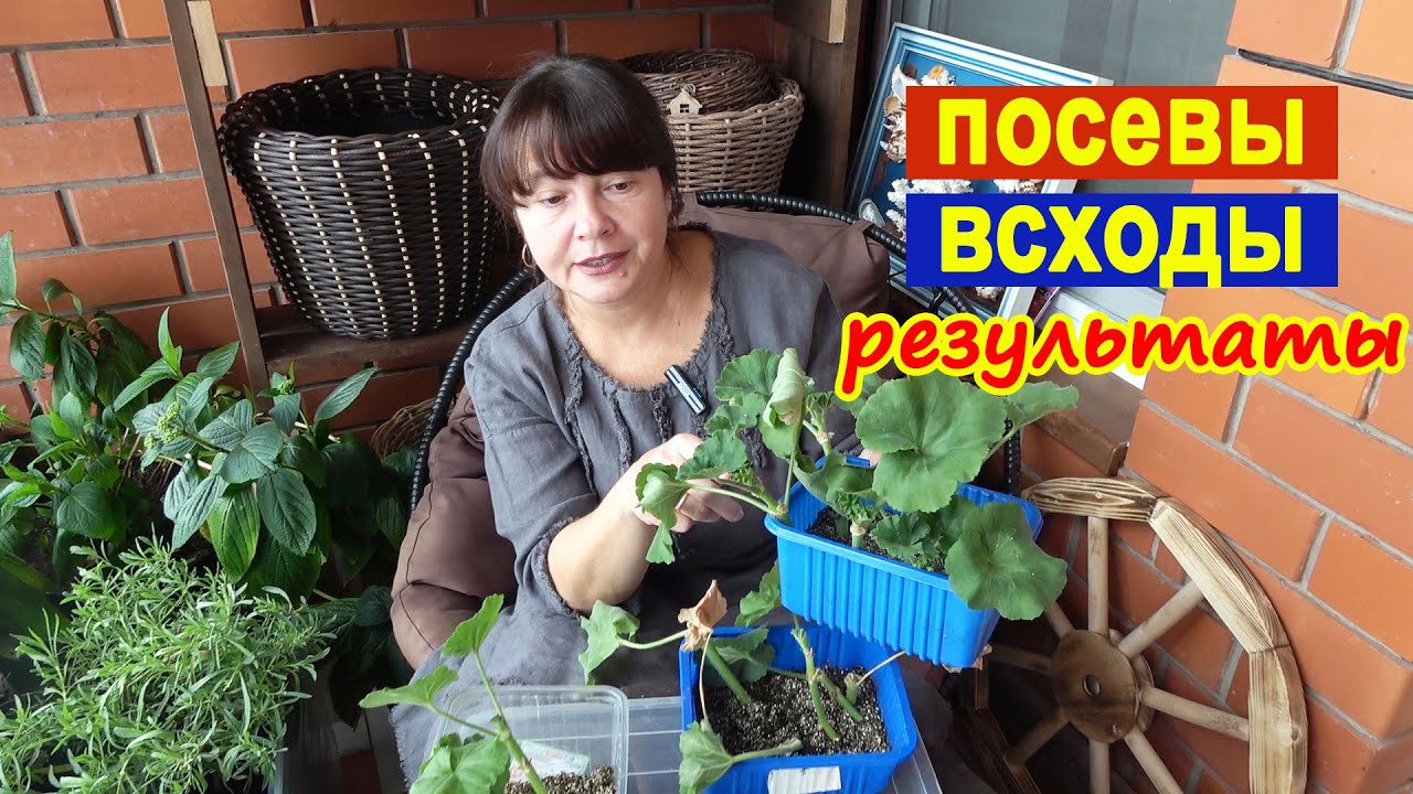 Мои РЕЗУЛЬТАТЫ: посевы, всходы и черенкование. Гортензии в теплице после зимы!