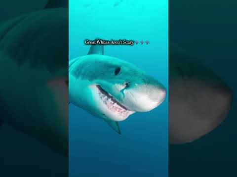This Shark Will Swallow You Whole #sharks #edit