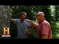 Understanding Bob's Tree Purchase