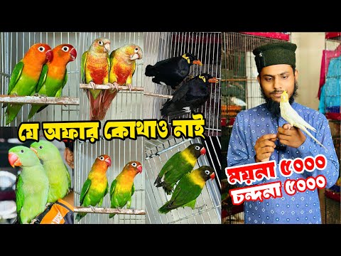 বড় চন্দনার বাচ্চা ৫০০০ | যে অফার কেউ দিবেনা | ময়না পাখি ৫০০০ | ২৪ ঘন্টার স্পেশাল অফা,,,র। 3 Mar 2025