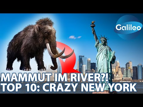 TOP 10: Crazy New York - Mammut-Jäger im Hudson River?! | Galileo